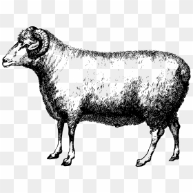 Merino Ram Clip Arts, HD Png Download - ram png