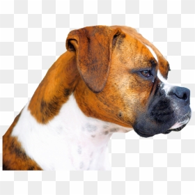 Isolated, Boxer, Dog, Animal - Boxer Pug Mix Dog, HD Png Download - boxer png