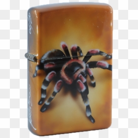 Insect, HD Png Download - tarantula png