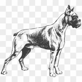 Boxer Clip Arts - Boxer Dog Sketch Vector, HD Png Download - boxer png