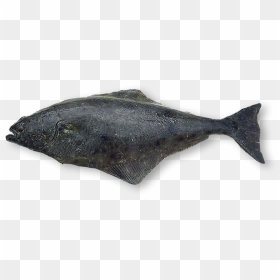 Flounder Png, Transparent Png - flounder png