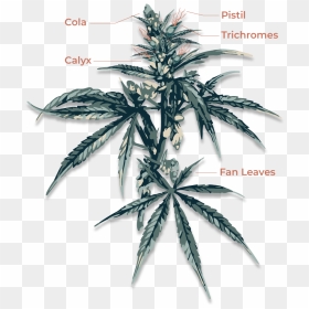 Cannabis Anatomy, HD Png Download - marijuana plant png