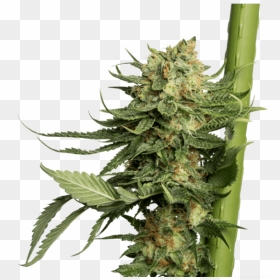 Transparent Marijuana Plant Png - 24k Gold Dna Genetics, Png Download - marijuana plant png