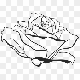 800 X 545 - Rose From The Side Drawing, HD Png Download - rose drawing png