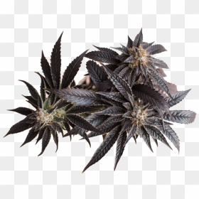 Cannabis Png Transparent Background - Sweet Gum, Png Download - cannabis png