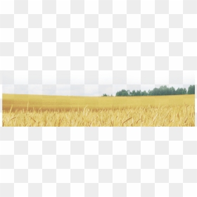 Wheat Field Png - Field, Transparent Png - field png