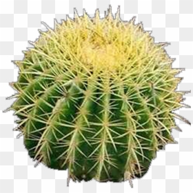 Hedgehog Cactus , Png Download - Hedgehog Cactus, Transparent Png - cactus silhouette png