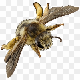 Flying Bee Image, HD Png Download - bumblebee png