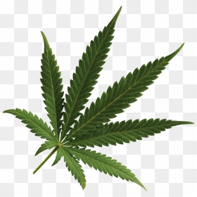 Weed Transparent Png - Transparent Background Cannabis Png, Png Download - marijuana plant png