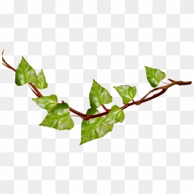 Ivy Clipart Vine Leaves , Png Download - Vines Transparent Background Png, Png Download - ivy border png