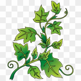 Ivy Clipart, HD Png Download - ivy border png