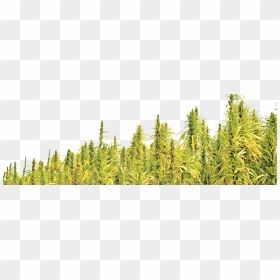 Hemp Info Page - Transparent Rice Plant Png, Png Download - field png