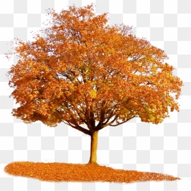 Autumn Tree Png - Transparent Autumn Tree Png, Png Download - fall tree png