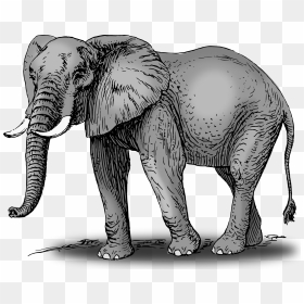 Elephant Clip Art African Elephant - Elephant Drawing With Colour, HD Png Download - elephant clipart png
