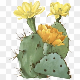 Clip Art Royalty Free Stock Opuntia Laevis Spineless - Prickly Pear Cactus Transparent, HD Png Download - cactus silhouette png