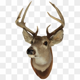 Vintage White Tail Deer Mount - Transparent Deer Head Png, Png Download - deer skull png