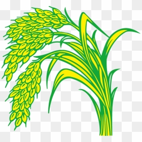 Rice Paddy Field - Paddy Clipart Png, Transparent Png - field png