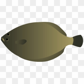 Olive Flounder Clipart - Flatfish, HD Png Download - flounder png