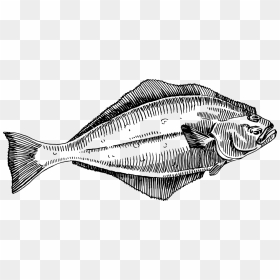 Flatfish Halibut Flounder Fish Fry - Halibut Png, Transparent Png - flounder png