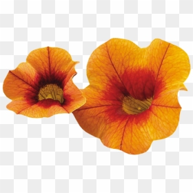 Poppy Family, HD Png Download - rustic png