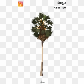 Transparent Palm Tree Vector Png - Khmer Palm Tree Png, Png Download - palm tree vector png