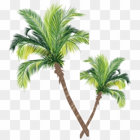 Coconut Material Tree Euclidean Vector Palm Asian Clipart - Coconut Tree Vector Free Download, HD Png Download - palm tree vector png