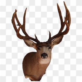 Arizona Wildlife Creations - Real Deer Head Png, Transparent Png - deer skull png