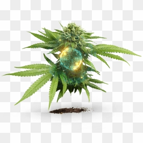 Develop - Marijuana Plant White Background, HD Png Download - cannabis png
