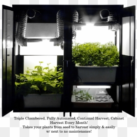 Grow Closet, HD Png Download - marijuana plant png