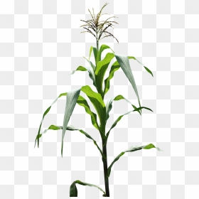 Corn Field Png, Transparent Png - field png