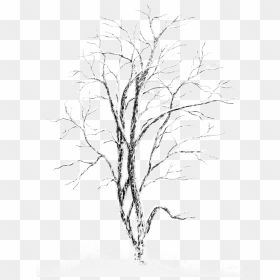 White Winter Tree Png , Png Download - Snow Cover Tree Drawing, Transparent Png - winter tree png