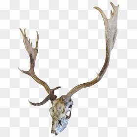 English Fallow Deer Skull Chairish - Fallow Deer, HD Png Download - deer skull png