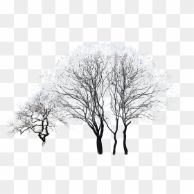 Tree Winter Black And White - Winter Trees Png Photoshop, Transparent Png - winter tree png