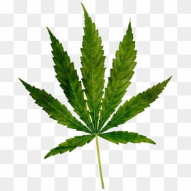 Cannabis Png Free Images - Marijuana, Transparent Png - cannabis png