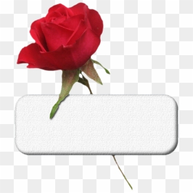 Plaque St Valentin - Garden Roses, HD Png Download - psp png
