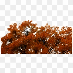 Transparent Autumn Png - Tree Autumn Png, Png Download - fall tree png