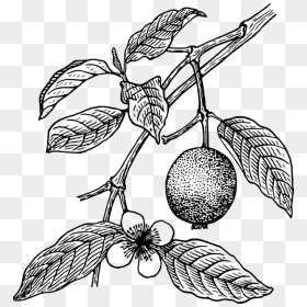 Guava Juice Drawing Tropical Fruit - Guava Plant Clipart Black And White, HD Png Download - tree outline png