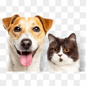 Experience The Difference - Companion Dog, HD Png Download - hills png