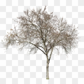 Oak Png Winter, Transparent Png - winter tree png