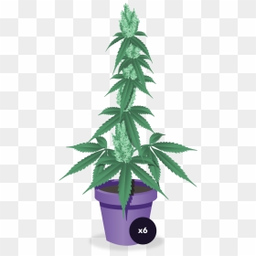 Cannabis, HD Png Download - marijuana plant png