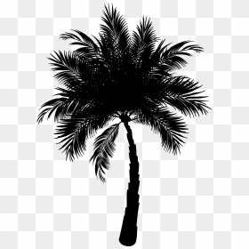 Asian Palmyra Palm Date Palm Vector Graphics Palm Trees - Palm Png Vector, Transparent Png - palm tree vector png