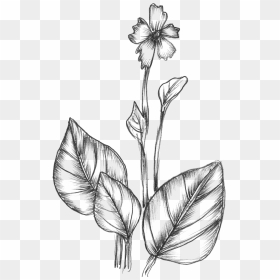 Free Vector Sketchy Plants - Drawing Images Of Nature, HD Png Download - jungle plants png
