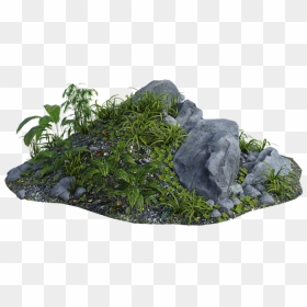 Grass, HD Png Download - jungle plants png