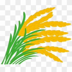 Transparent Rice Plant Png - Clipart Paddy, Png Download - field png