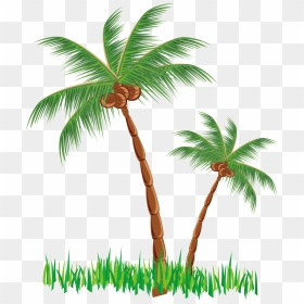 Coconut Clipart Tree - Coconut Tree Clipart Png, Transparent Png - coconut tree png