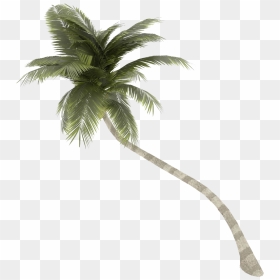 Palm Tree Background Png - Coconut Tree Transparent Background, Png Download - palm tree vector png