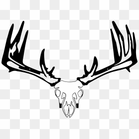 Whitetail Deer Skull Drawings - Bowtech Bow Holder, HD Png Download - deer skull png