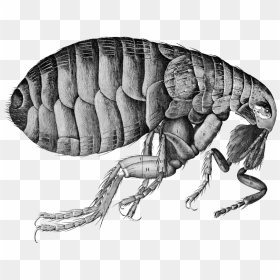 Best Flea Png - Micrographia De Robert Hooke, Transparent Png - flea png