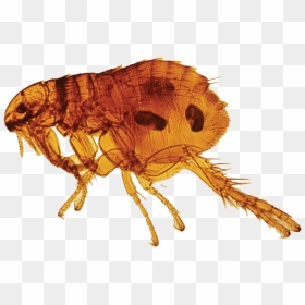 Jiggers Insect, HD Png Download - flea png