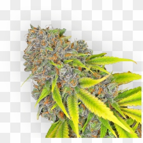 Cannabis , Png Download - Cannabis Png, Transparent Png - cannabis png